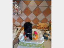 barboncino-toy-prezzo-eur80000 