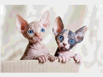 gattini-sphynx-in-adozione-vic 