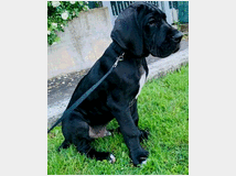 alani-prezzo-eur120000-cani 