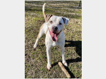 in-regalo-cane-meticcio-mambo 