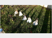 ranch-tepee-carro-canoa-concia-pelli-arredamento-prezzo-eur15000 