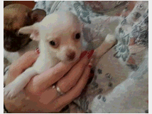 chihuahua-toy-maschietti-prezzo-eur55000 