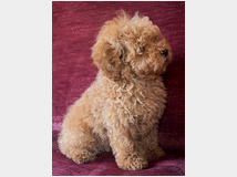 barboncini-nani-e-toy-prezzo 