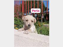 in-regalo-cuccioli-di-2 