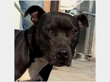 in-regalo-cane-meticcio-max 