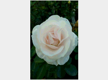 massaggi-rituali-tantra-veri-rilassamento 