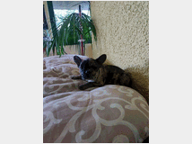 bouledogue-francese-maschietto-prezzo-eur90000 