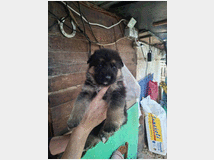 cuccioli-pastore-tedesco-prezzo 