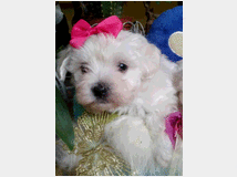 maltipoo-nano-e-toy-prezzo 