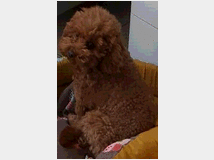 barboncini-prezzo-eur110000-cuccioli 