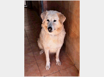 in-regalo-cane-meticcio-salomone 