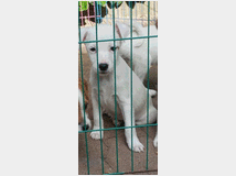 parson-jack-russell-prezzo-eur35000 