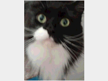 pensione-pet-prezzo-eur2000-pensione 