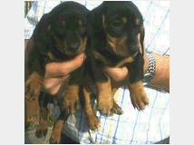 bassotte-nane-prezzo-eur80000-accettiamo 